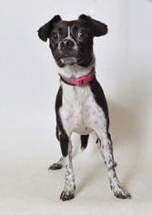 Rat Terrier Dogs for adoption in Fruit Heights, UT, USA