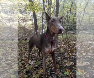 Doberman Pinscher Dogs for adoption in aurora, IL, USA