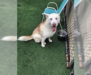 Huskies -Siberian Husky Mix Dogs for adoption in Dana Point, CA, USA