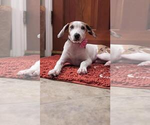 Catahoula Leopard Dog-Unknown Mix Dogs for adoption in Missouri City, TX, USA