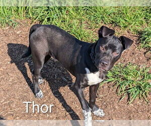 American Pit Bull Terrier-Unknown Mix Dogs for adoption in McKinleyville, CA, USA