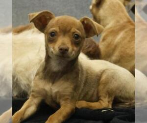 Chihuahua-Unknown Mix Dogs for adoption in San Antonio, TX, USA