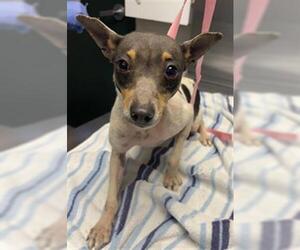 Rat Terrier-Unknown Mix Dogs for adoption in Woodland, CA, USA