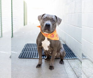 American Bulldog-Unknown Mix Dogs for adoption in OKLAHOMA CITY, OK, USA