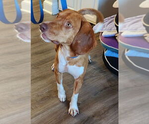 Mutt Dogs for adoption in Fairfax, VA, USA