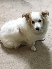 Small Papshund