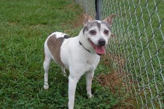 Small Jack Russell Terrier