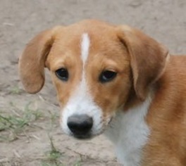 Medium Photo #1 Collie-Labrador Retriever Mix Puppy For Sale in Yardley, PA, USA