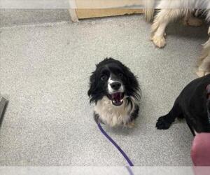 Cocker Spaniel Dogs for adoption in Fort Collins, CO, USA