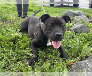 American Pit Bull Terrier Dogs for adoption in McKinleyville, CA, USA
