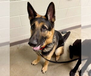 German Shepherd Dog Dogs for adoption in Waterford, VA, USA