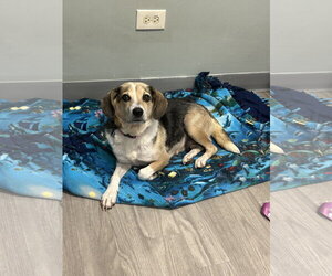 Beagle-Unknown Mix Dogs for adoption in Plainfield, IL, USA