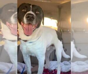 Black and Tan Coonhound-Labrador Retriever-Labrador Retriever Mix Dogs for adoption in Southampton, NY, USA