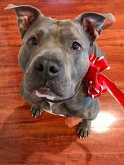 Bullypit Dogs for adoption in Island Lake, IL, USA