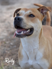 Boxita Dogs for adoption in Montgomery, TX, USA
