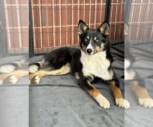 Australian Shepherd-Siberian Husky Mix Dogs for adoption in Bolivar, MO, USA