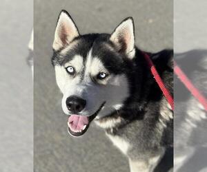 Siberian Husky Dogs for adoption in Camarillo, CA, USA