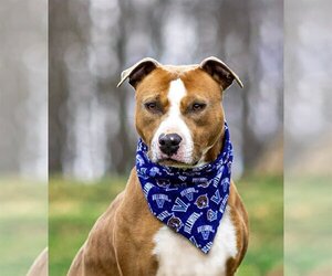 American Staffordshire Terrier-Unknown Mix Dogs for adoption in Unionville, PA, USA