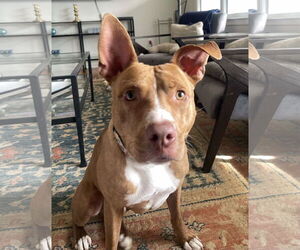 Mutt Dogs for adoption in Mount Pleasant, SC, USA