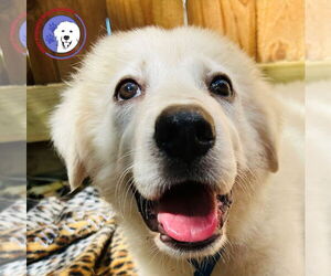 Great Pyrenees Dogs for adoption in Spring, TX, USA