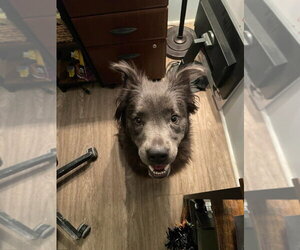 Border-Aussie Dogs for adoption in Foristell, MO, USA