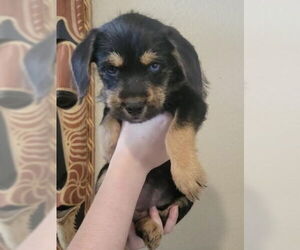 Huskies -Unknown Mix Dogs for adoption in Grafton, WI, USA