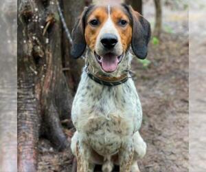 Treeing Walker Coonhound Dogs for adoption in Denison, TX, USA