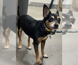 Chihuahua Dogs for adoption in Forestville, MD, USA