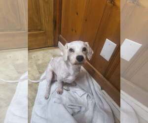 Bichon Frise-Unknown Mix Dogs for adoption in Raleigh, NC, USA