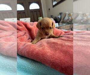 Chihuahua-Unknown Mix Dogs for adoption in San Diego , CA, USA