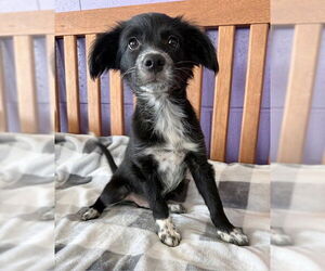 Spaniel-Unknown Mix Dogs for adoption in Genesee, WI, USA