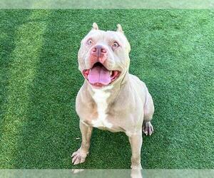 Mutt Dogs for adoption in Orange, CA, USA