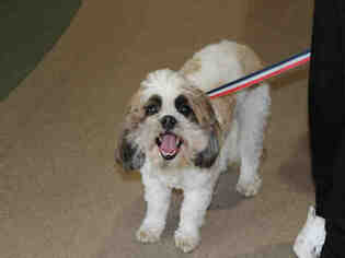Shih Tzu Dogs for adoption in Upland, CA, USA