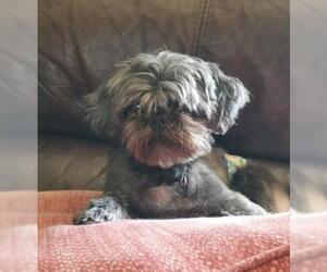Shih Tzu Dogs for adoption in Cary, NC, USA
