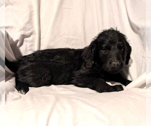 Mutt Dogs for adoption in Grafton, WI, USA