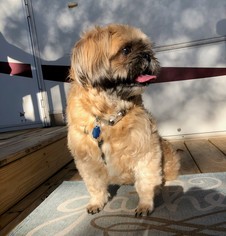 Shih Tzu Dogs for adoption in Osteen, FL, USA