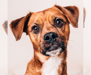 Puggle Dogs for adoption in Huntley, IL, USA