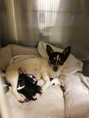 Rat Terrier Dogs for adoption in Mooresville, NC, USA