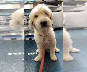 Goldendoodle (Miniature) Dogs for adoption in Chico, CA, USA