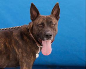 Medium Photo #1 American Pit Bull Terrier-German Shepherd Dog Mix Puppy For Sale in Pasadena, CA, USA