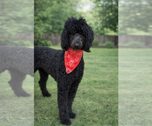 Poodle (Standard) Dogs for adoption in Euless, TX, USA