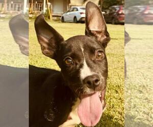 Chihuahua-Unknown Mix Dogs for adoption in Bristol, CT, USA