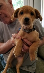 Mutt Dogs for adoption in Wylie, TX, USA