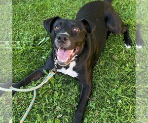 Labrador Retriever-Unknown Mix Dogs for adoption in Southampton, NY, USA