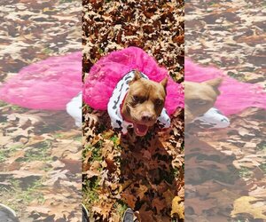 Staffordshire Bull Terrier Dogs for adoption in Hillsboro, NH, USA