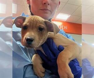 Mutt Dogs for adoption in Louisville, KY, USA