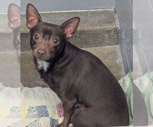 Chihuahua-Unknown Mix Dogs for adoption in Evansville, IN, USA