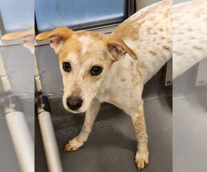 Feist Terrier-Unknown Mix Dogs for adoption in Hilton Head, SC, USA