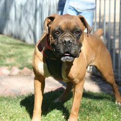 Boxer Dogs for adoption in Encino, CA, USA
