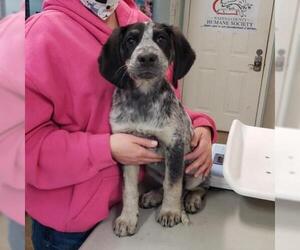 Bluetick Coonhound Dogs for adoption in Wadena, MN, USA
